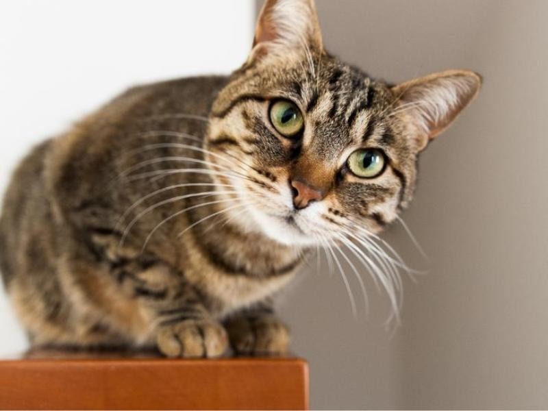 Saiba Quais São as Principais Dúvidas Sobre a Cremação Pet