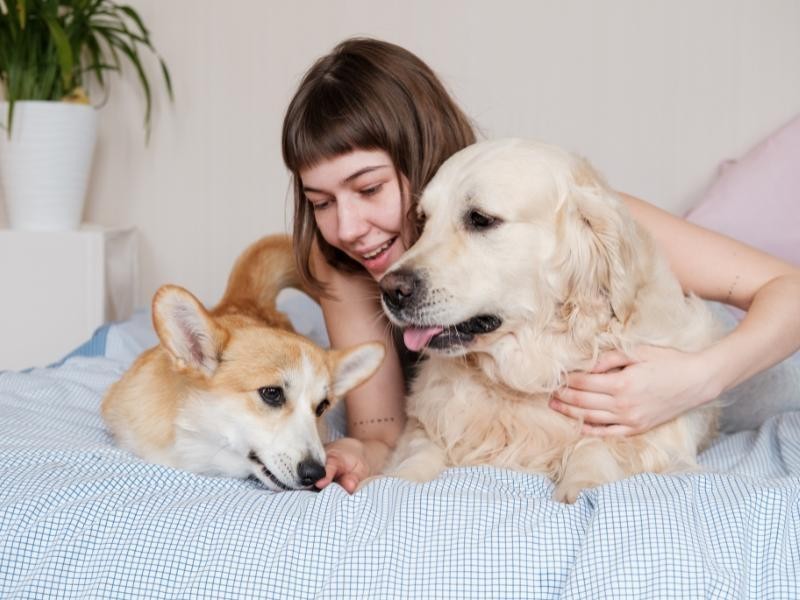 Responsabilidade Social e Ambiental do Crematório Pet Chapecó na Cremação Pet
