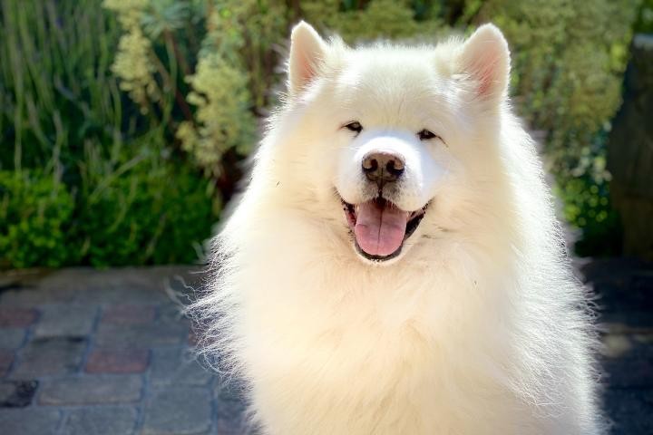 Cremação de Cachorro