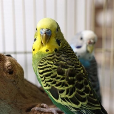 Cremação de Pássaros em Xanxerê