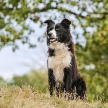 Cremação Pet Individual em Xanxerê