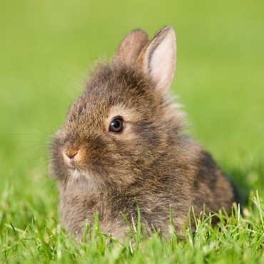 Cremação de Animais Silvestres em Xanxerê