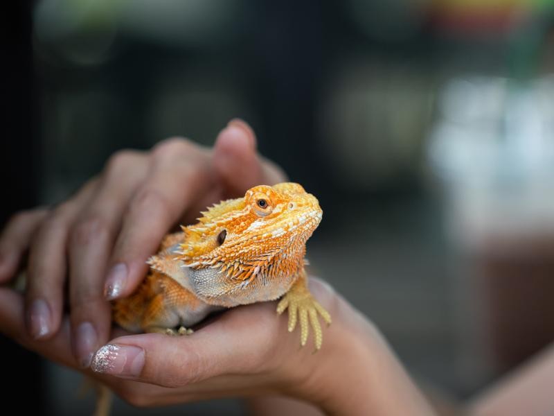 Cremação de Animais Exóticos