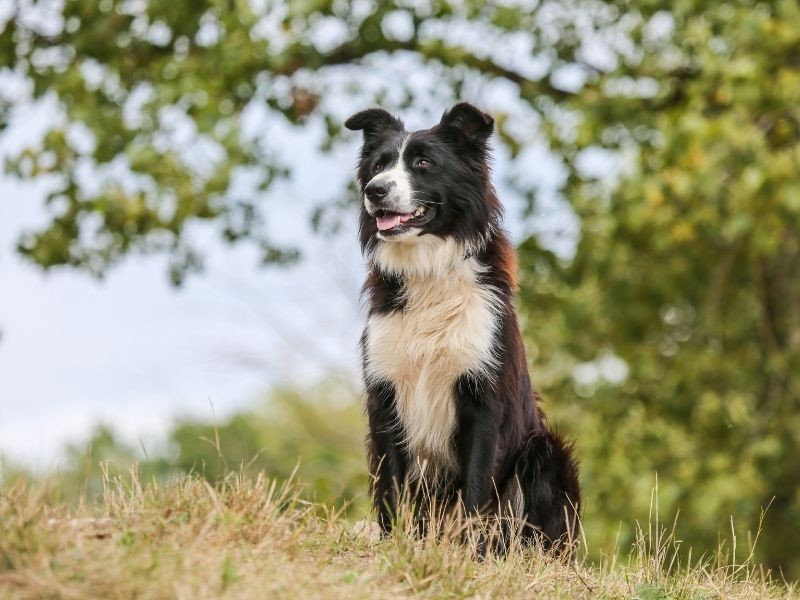 Cremação Pet Individual