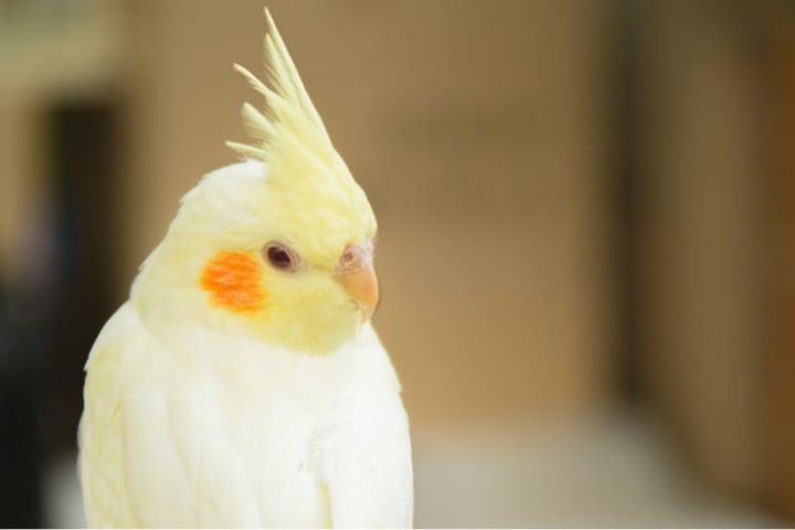 Cremação de Pássaros