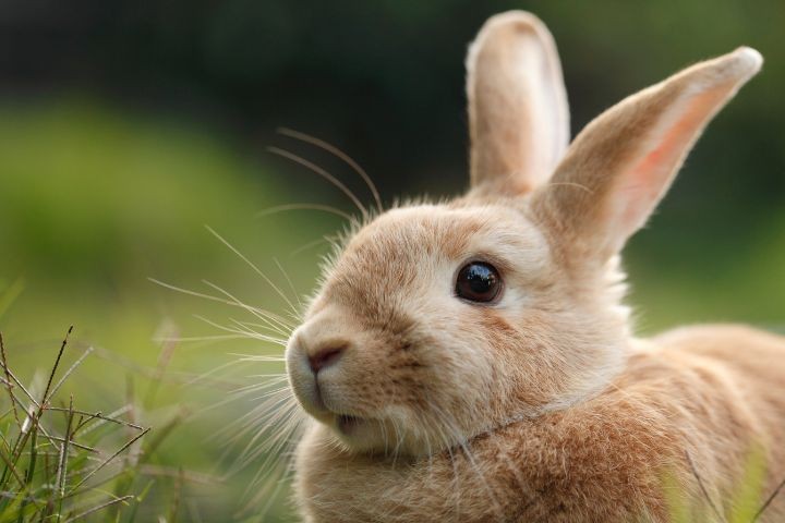 Cremação de Roedores