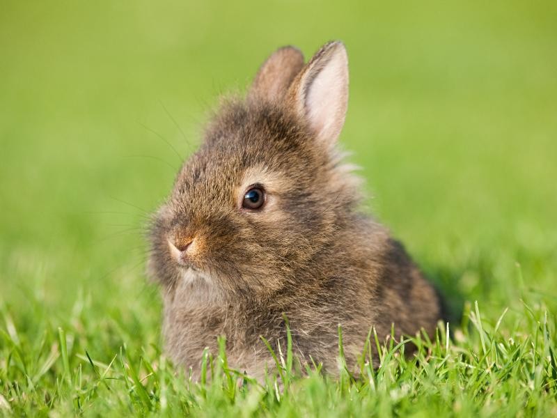 Cremação de Animais Silvestres